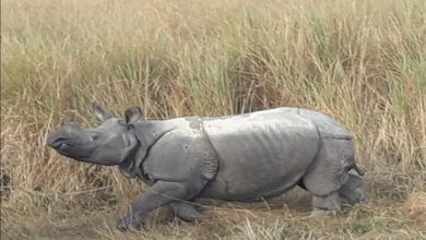 Forest Department of assam accused of exaggerating the number of rhinos official said trying to defame park