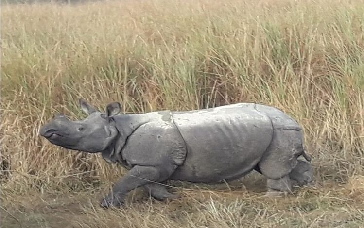 Forest Department of assam accused of exaggerating the number of rhinos official said trying to defame park