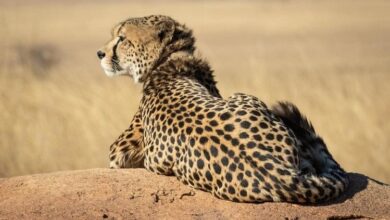 Cheetahs brought from Namibia South Africa Get New Names Oban is now Pavan Siyaya is Jwala Kuno National Park