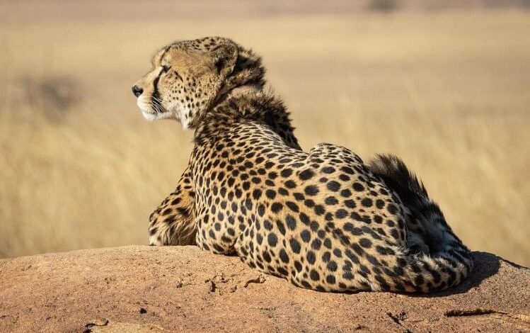 Cheetahs brought from Namibia South Africa Get New Names Oban is now Pavan Siyaya is Jwala Kuno National Park