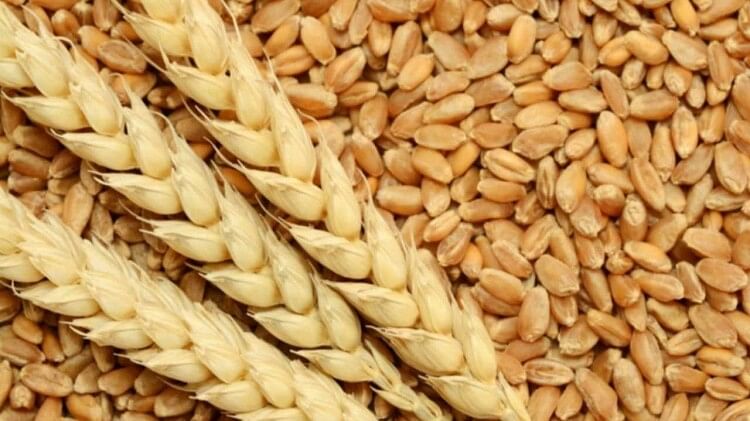 Food Corporation of India is facing a lot of challenges regarding wheat procurement