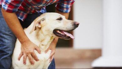 Delivery boy falls from third floor to escape dog attack in Hyderabad