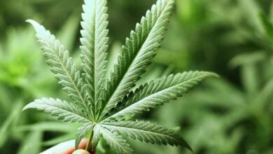 Police arrest 3 students for growing, selling cannabis in Karnataka's Shivamogga