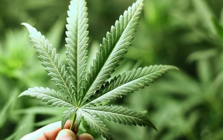 Police arrest 3 students for growing, selling cannabis in Karnataka's Shivamogga